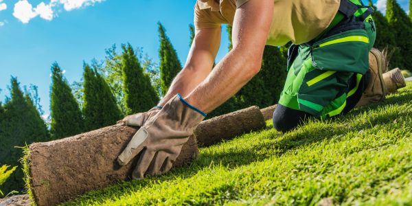 Caucasian Landscaper in His 40s Installing Fresh Natural Grass Turfs From a Roll  Inside Residential Garden.