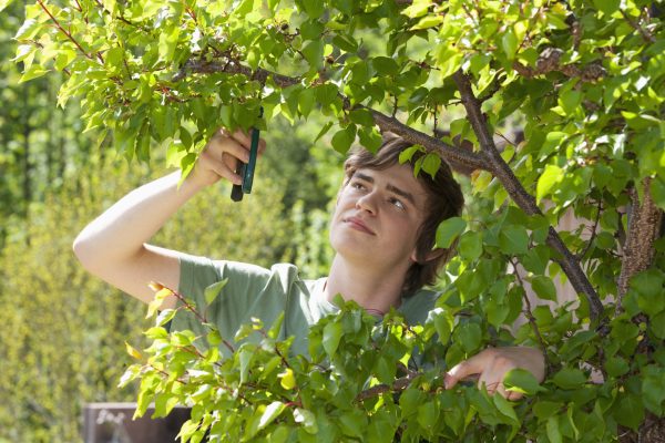 Portrait of a young man trimming apricot tree